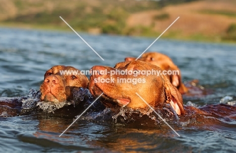 Hungarian Vizsla (shorthair) dogs swimming together