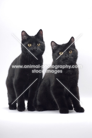 two black Manx cats