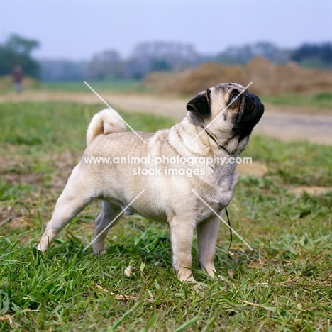 champion pug looking up