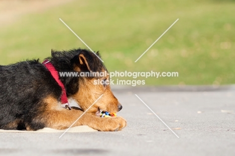 Airedale puppy lying down