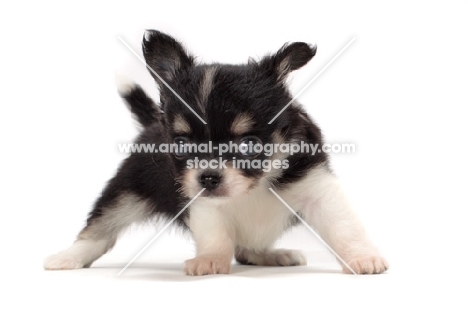 cute longhaired Chihuahua puppy in studio