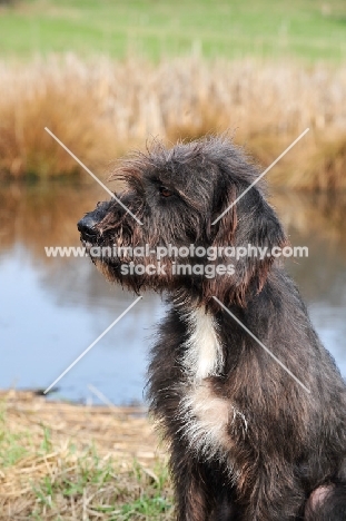 Pudelpointer profile