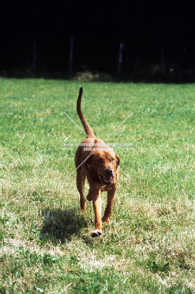 champion rhodesian ridgeback, trotting towards camera