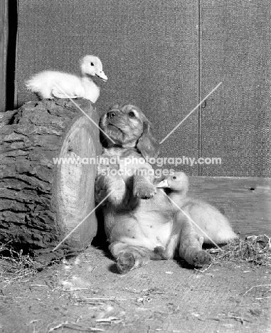 Cocker Spaniel puppy with ducklings