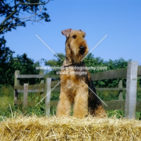 airedale standing up on straw in the country, ch jokyl gallipants (soldier)