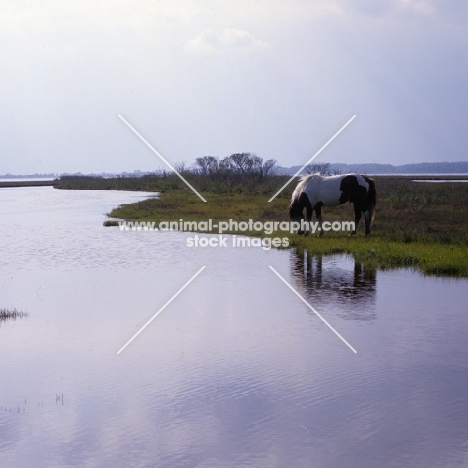 Chincoteague pony by the sea on assateague island