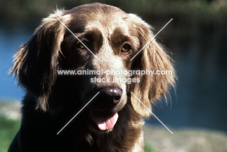 longhaired weimaraner, portrait