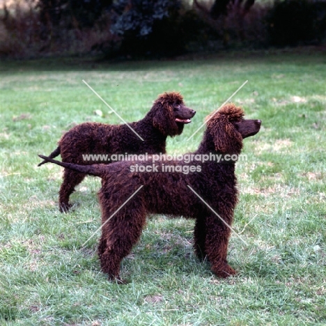 two irish water spaniels standing next to each other