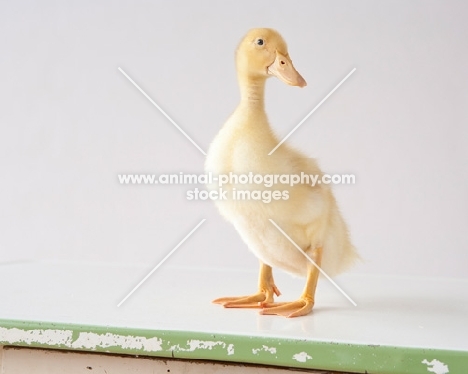 Pekin Duckling