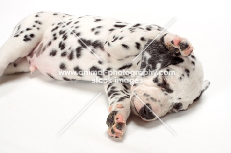 Damatian puppy sleeping