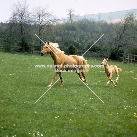 palomino mare cantering with her foal, all legs