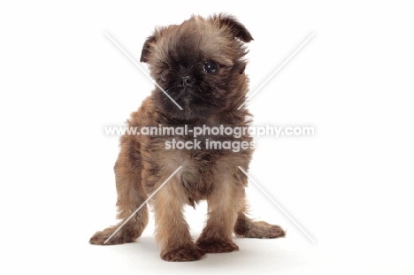 Griffon Bruxellois puppy on white background