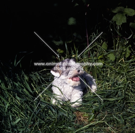 Sealyham terrier in grass