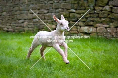 Lamb running in field.