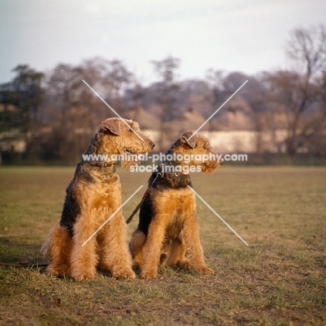 two airedales sitting in a field