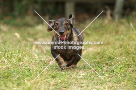 Wirehaired Dachshund (Standard) on path