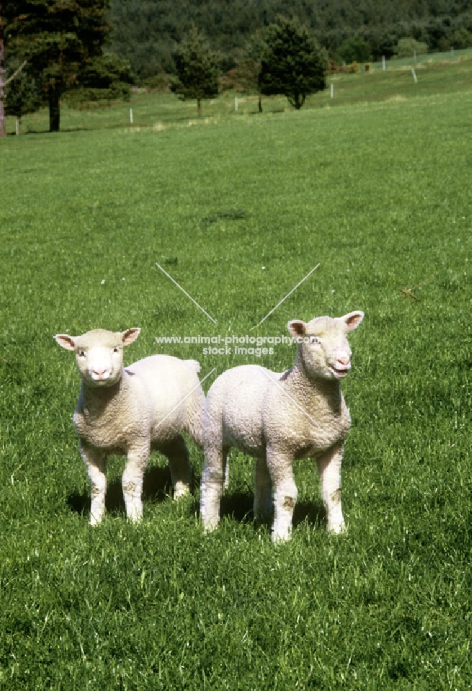 two poll dorset cross lambs, one bleating