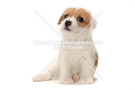 rough coated Jack Russell puppy, sitting down