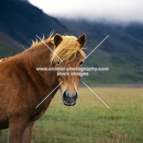 Iceland horse at Kalfstindar