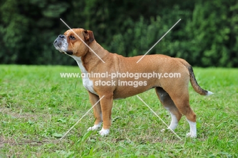 Continental Bulldog posed