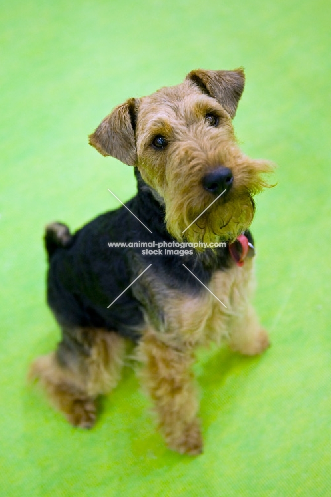Welsh Terrier sitting, looking up at camera