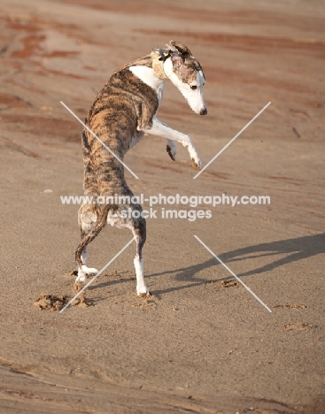 Whippet jumping up