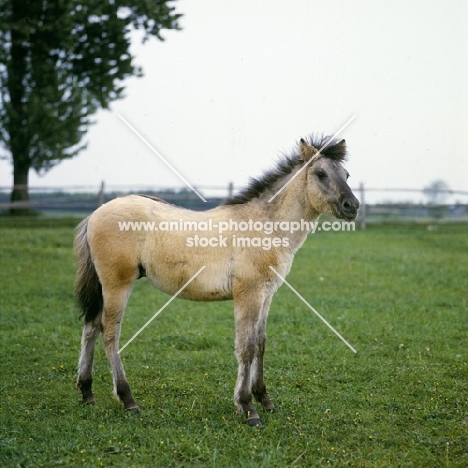 konik pony foal in poland