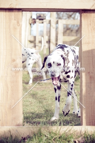 Dog playfully yawning behind a styal whilst on a walk