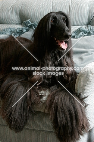 black Afghan Hound on couch