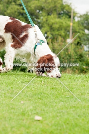 Irish red and white setter on lead