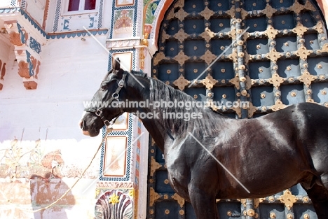 black Marwari stallion