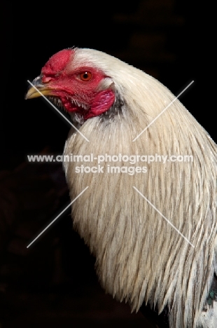 Twente Fowl (aka Twents hoen), cockerel