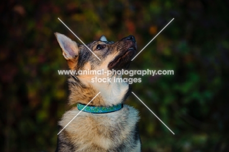 Swedish Vallhund looking up