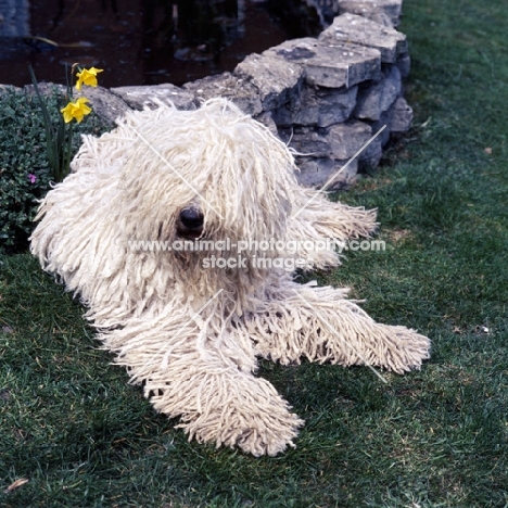 hercegvaros cica of borgvaale and loakespark, young komondor lying on grass 