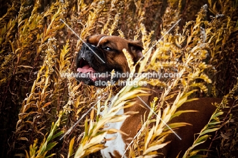 Boxer standing in field of Goldenrod