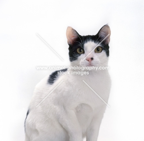 Brazilian Shorthair, portrait