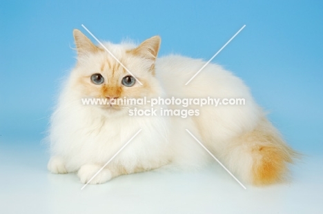 red point birman on blue background