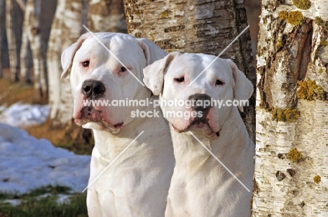 two Dogo Argentino portraits