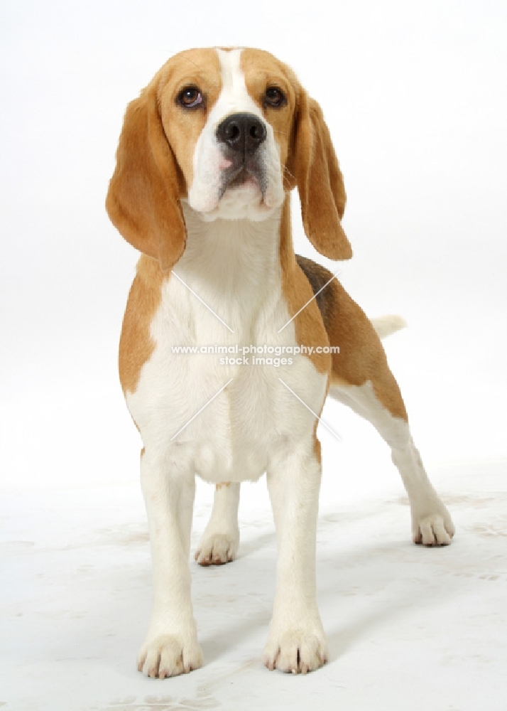 beagle, front view on white background