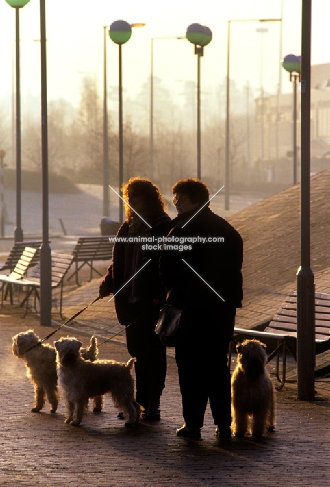 soft coated wheaten terriers  arriving at crufts 1991