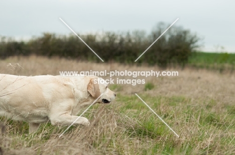 Labrador on point and retrieve in long grass