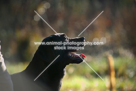 black labrador profile, mouth open
