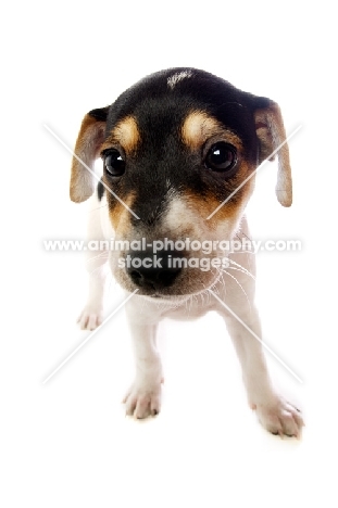 Curious Jack Russell puppy close up