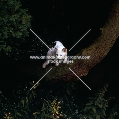 foreign white cat on branch 
