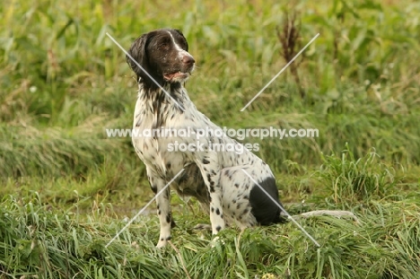 wet German Longhaired Pointer in field