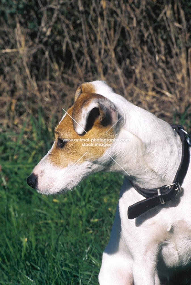 Jack Russell Terrier wearing aa black collar
