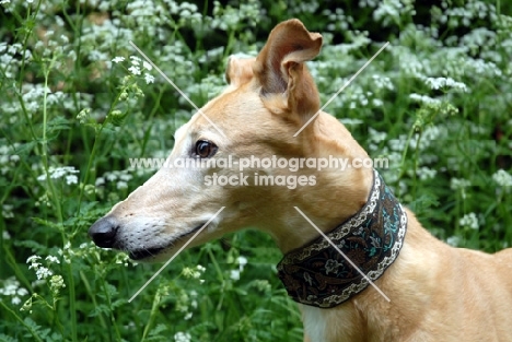 greyhound in cow parsley, ex racer wilcox sunrise, portrait, merrow, all photographer's profit from this image go to greyhound charities and rescue organisations
