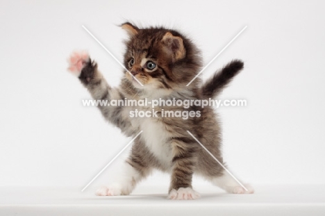 Brown Mackerel Tabby & White Maine Coon kitten, 1 month old