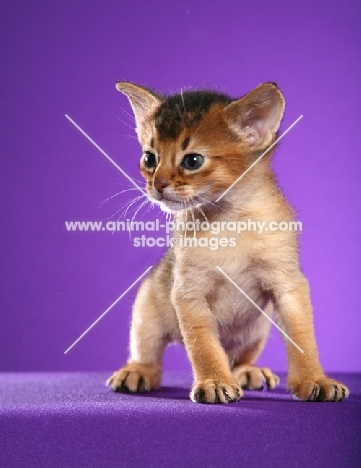 Abyssinian kitten on purple background