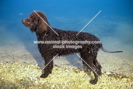 sh ch kellybrook joxer daly, irish water spaniel by lakeside